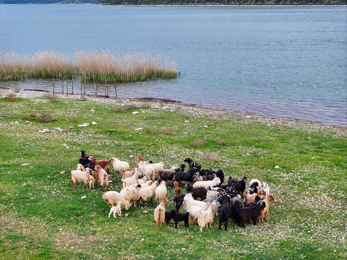 Konya’da bu sürü, adada tek başına yaşıyor 3